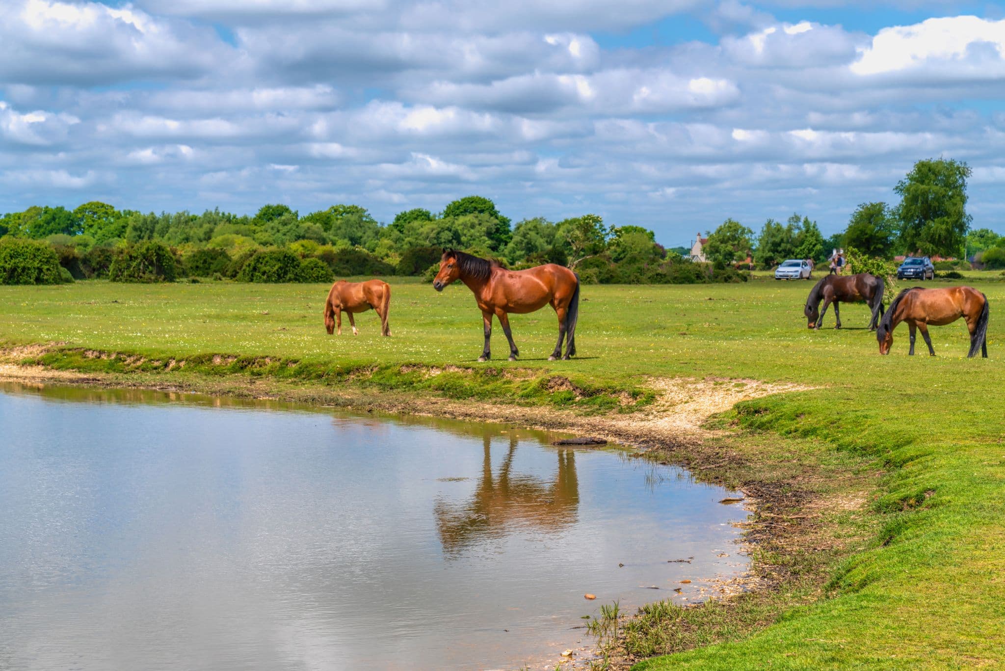 Taxi in New Forest